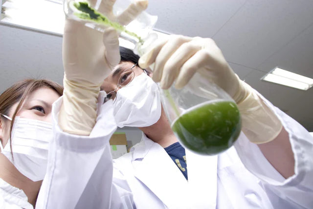 🍵✨ Thé Matcha Premium Bio du Japon | Kumiko Matcha 30g