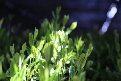 🍃✨ Bol à matcha chawan traditionnel en Porcelaine  – Série “Écume” - Kumiko Matcha - Édition limitée
