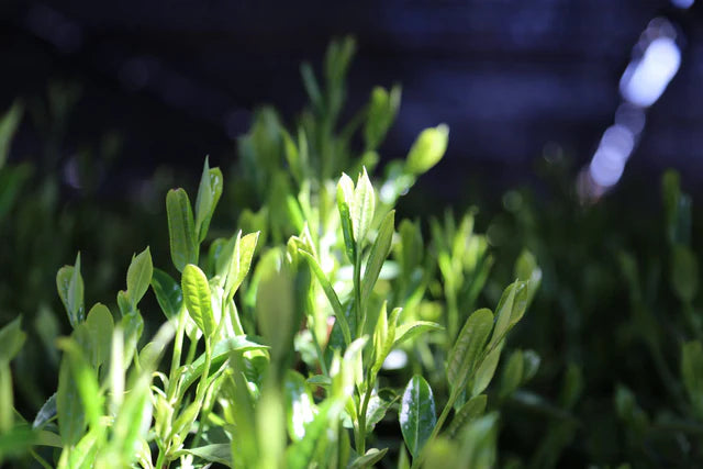 :  🍵✨ Matcha Bio cérémonial Saemidori 50 g – Kumiko Matcha | 🏆 Élu Meilleur Produit Bio 2025 |