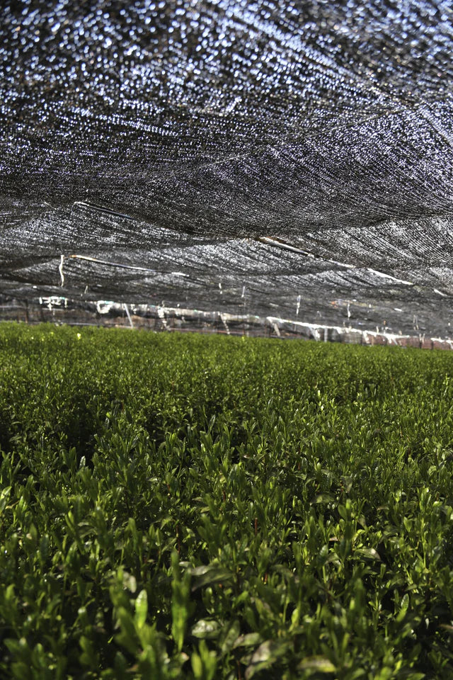 :  🍵✨ Matcha Bio cérémonial Saemidori 50 g – Kumiko Matcha | 🏆 Élu Meilleur Produit Bio 2025 |