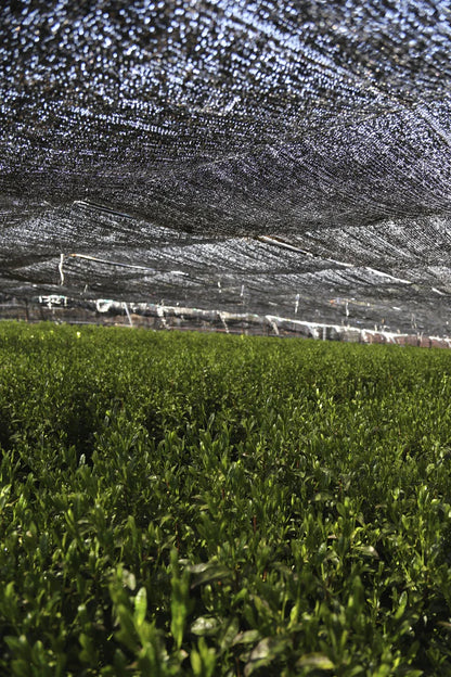 :  🍵✨ Matcha Bio cérémonial Saemidori 50 g – Kumiko Matcha | 🏆 Élu Meilleur Produit Bio 2025 |