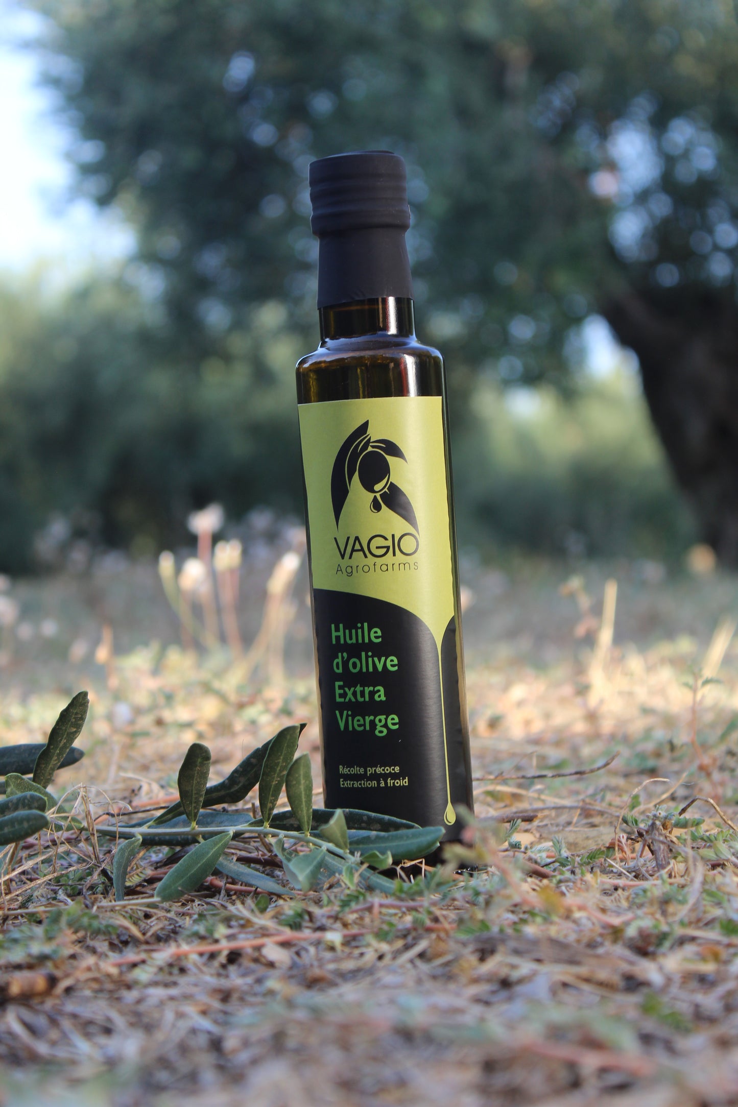 🫒 Extra Virgin Olive Oil – Halkidiki Variety – 100 ml • 250 ml • 500 ml