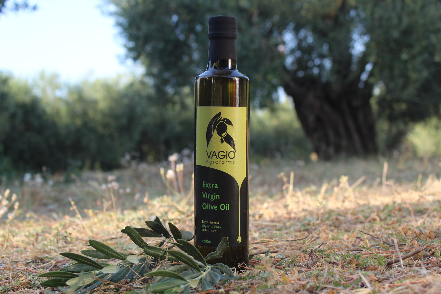 🫒 Extra Virgin Olive Oil – Halkidiki Variety – 100 ml • 250 ml • 500 ml