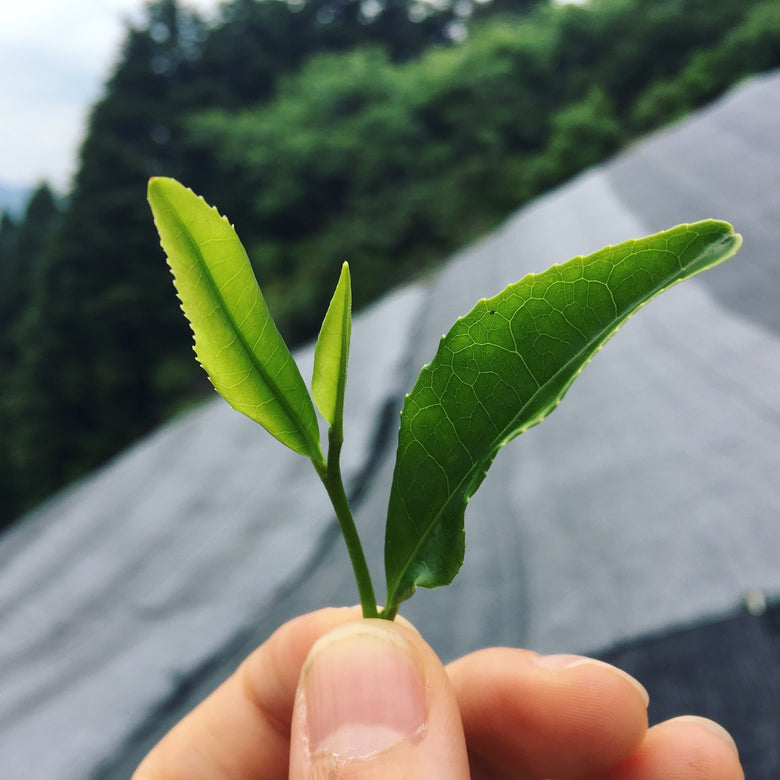 🍃✨ Matcha HINATA Légendaire Bio – par Takeshi-san - Kumiko Matcha