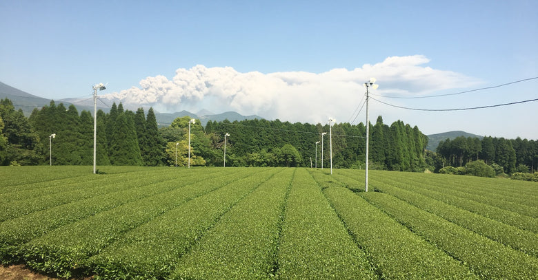 🍵✨ Matcha Hyperpremium Bio – Grand Cru d’Exception (Série Limitée)
🌿 Issu du terroir volcanique de Kirishima – Japon - 30g - Kumiko Matcha